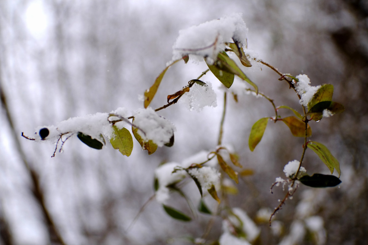 A photo of small wilted bush leaves bending under the weight of snow on them..