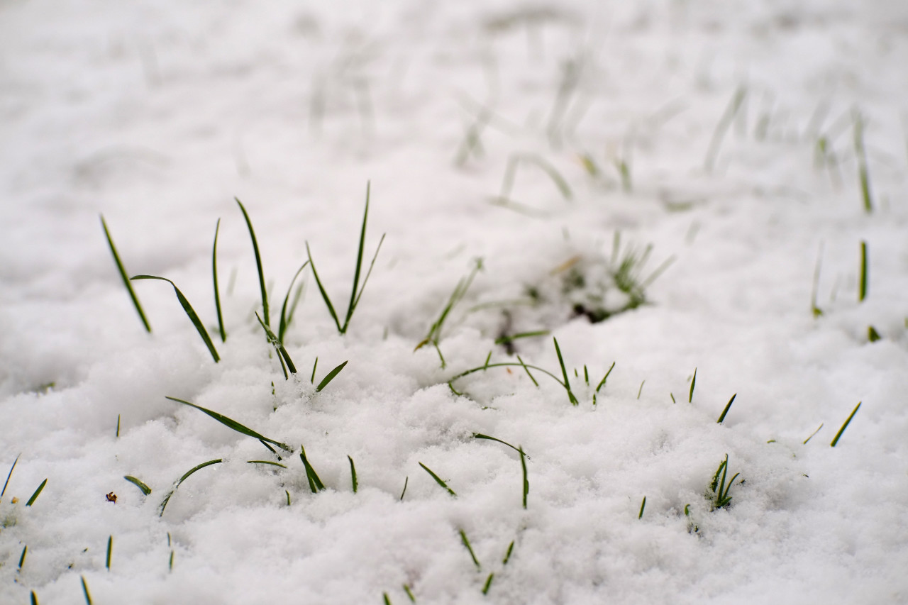 A photo of green grass blades poking through a white layer of snow..