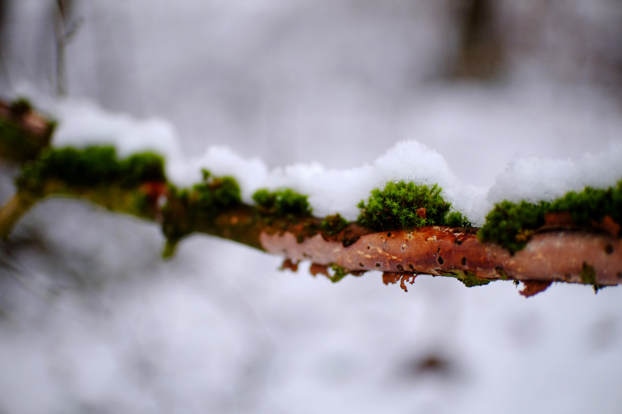 A photo of a tree branch covered by moss and then by a layer of snow on top of the moss..