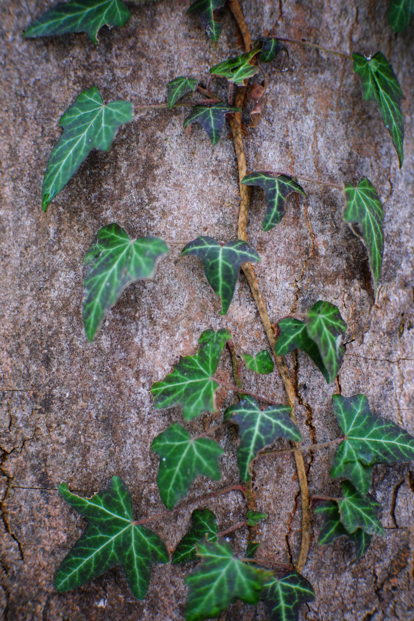 A photo of dark green ivy leaves on top of light brown tree bark.