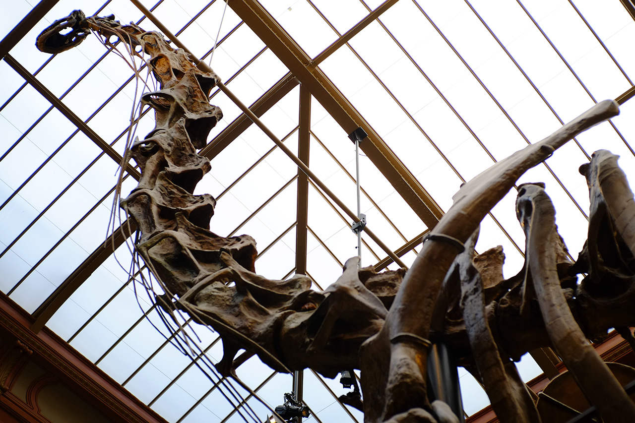 A photo of a Brachiosaurus skeleton's neck and head from below.