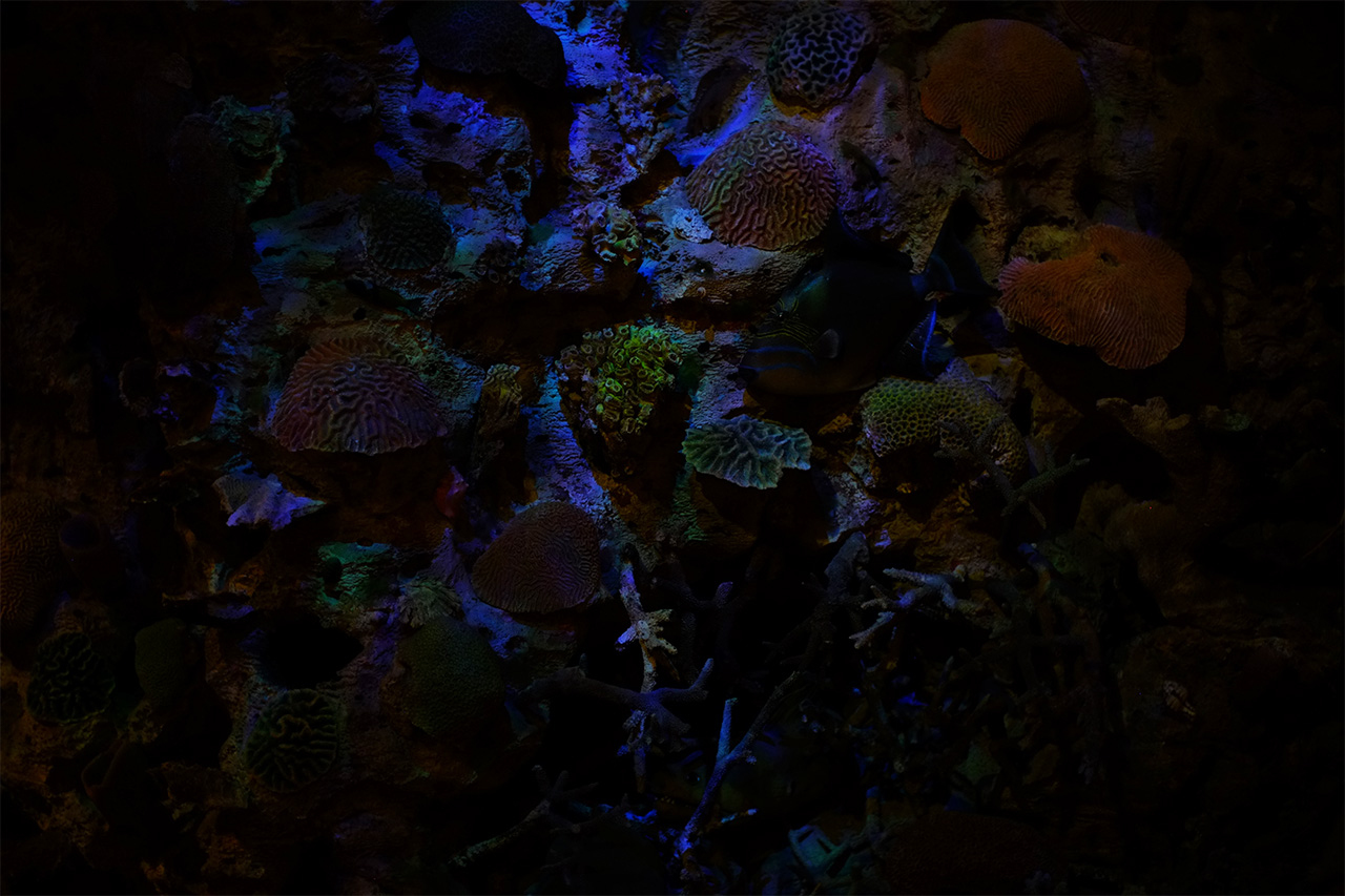 A photo of a coral reef replica dimly lit with blue lighting.