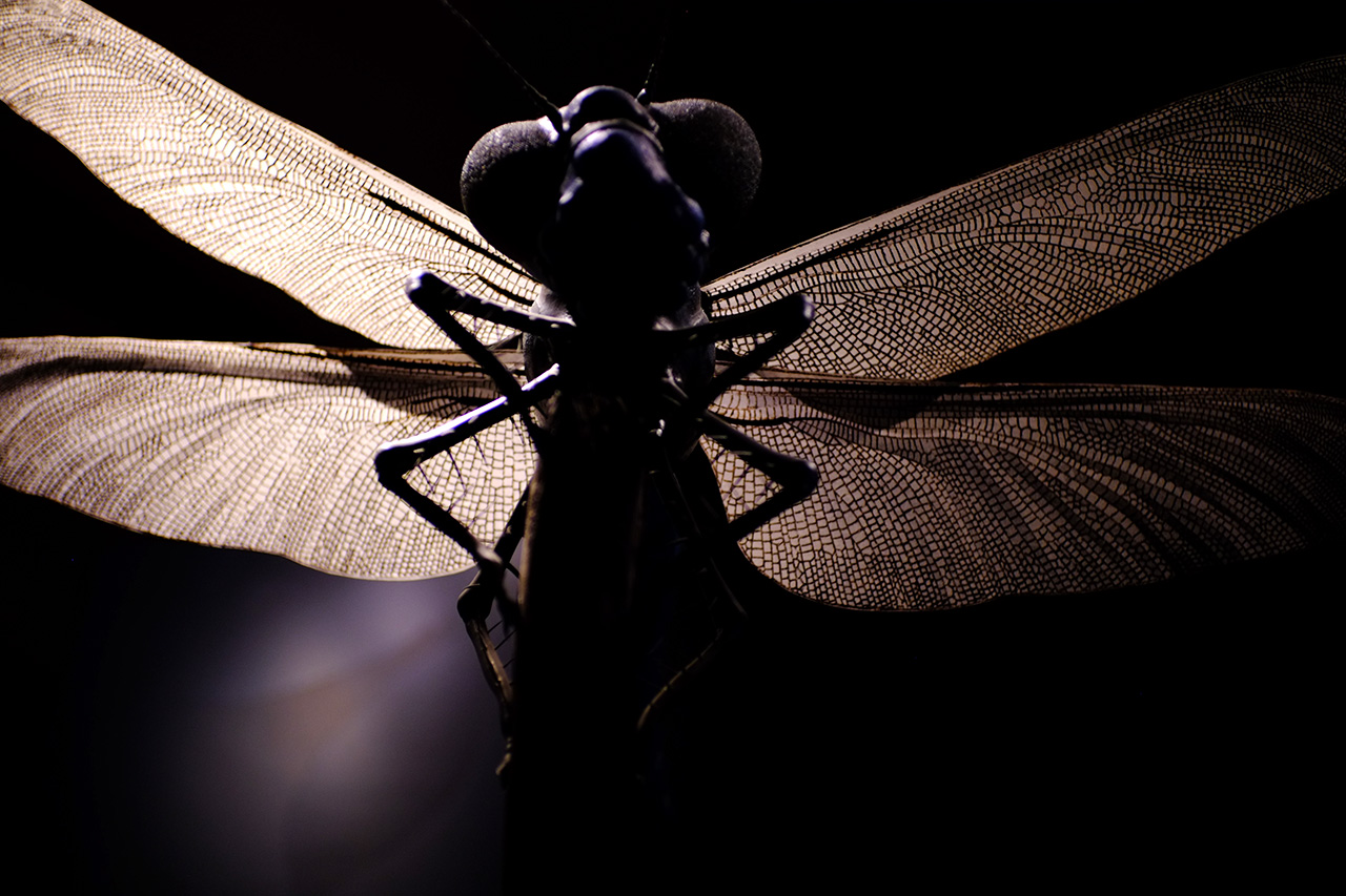 A photo of a giant dragonfly replica in a dark room lit from behind and shot from below.