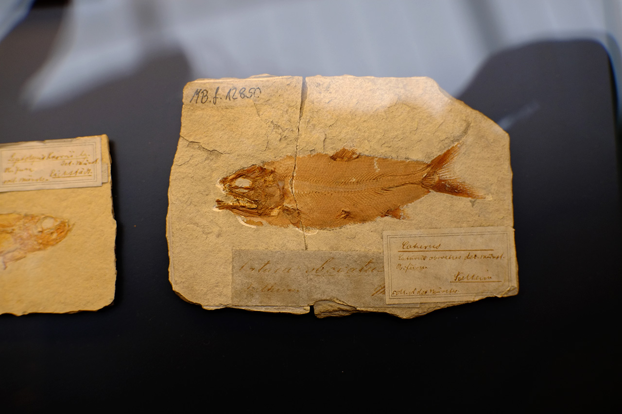 A photo of an ancient fish fossil exhibit with old labels and markings on it.