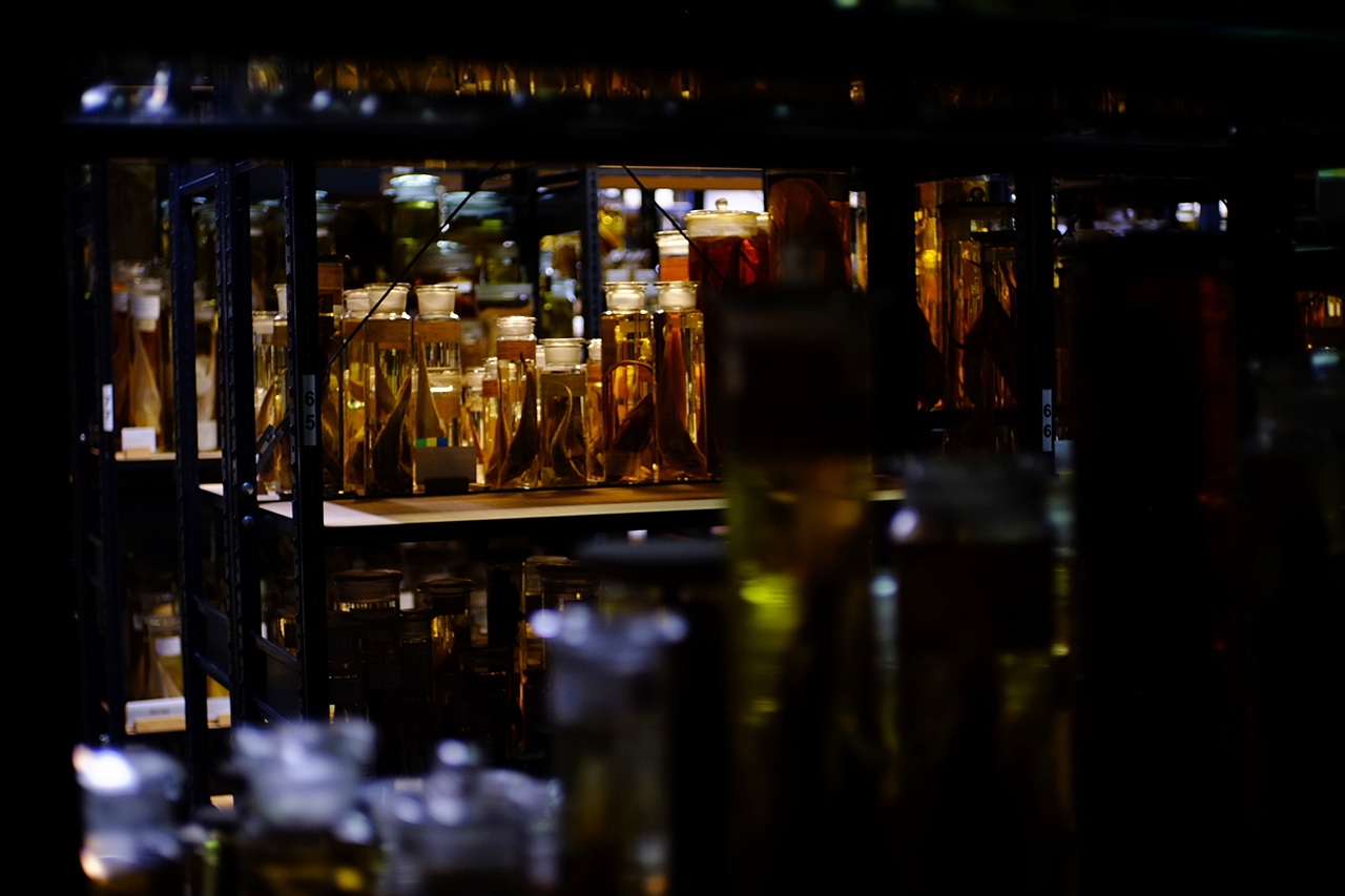 A photo of a freezer room with glass walls and shelves filled with cylinder glass containers filled with yellow liquid and with dead fish inside.