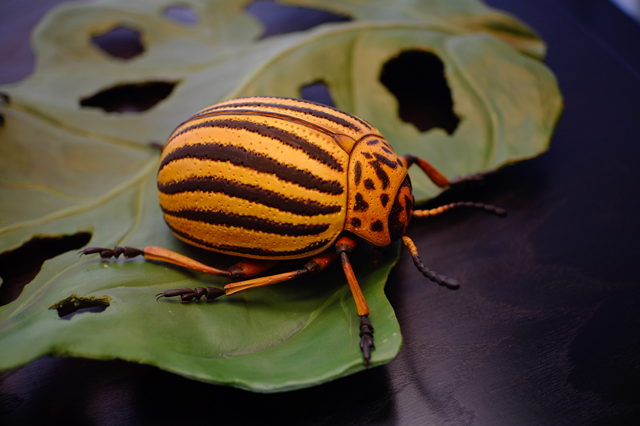 A photo of an enlarged replica of a colorado potato beetle sitting on half-eaten leaves.