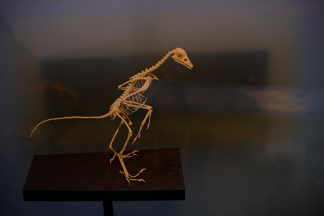 A photo of a very small dinosaur skeleton with a bone structure of flying species.