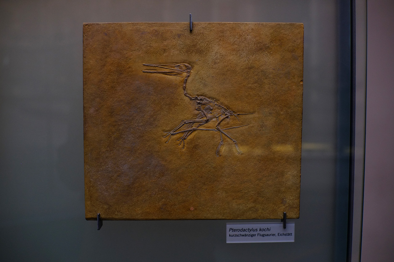 A photo of a small flying dinosaur fossil exhibit. The label under the fossil says: Pterodactylus kochi kurzschwänziger Flugsaurier, Eichstätt.