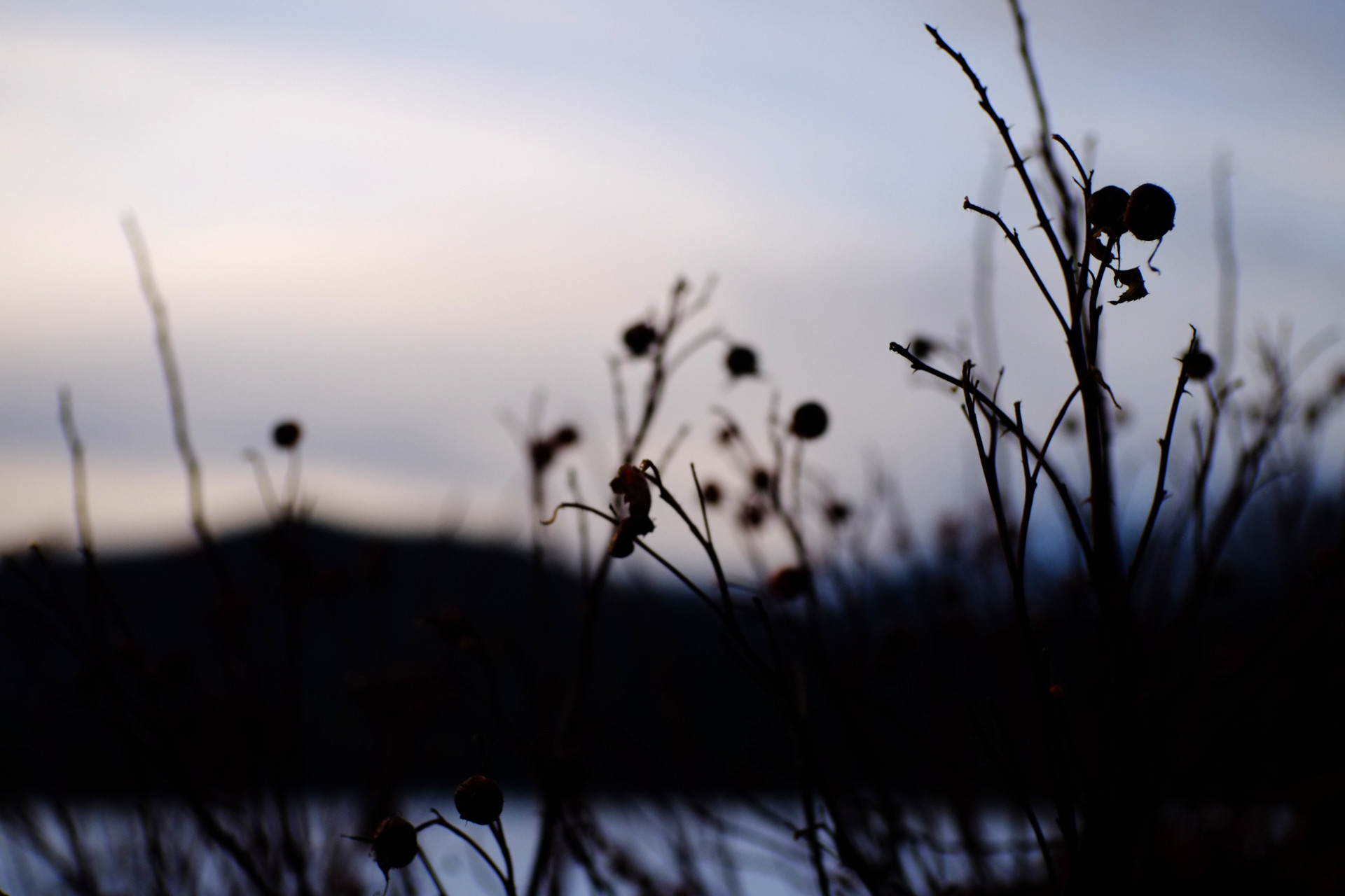 A photo of bush branches with dry berries and leaves on them.