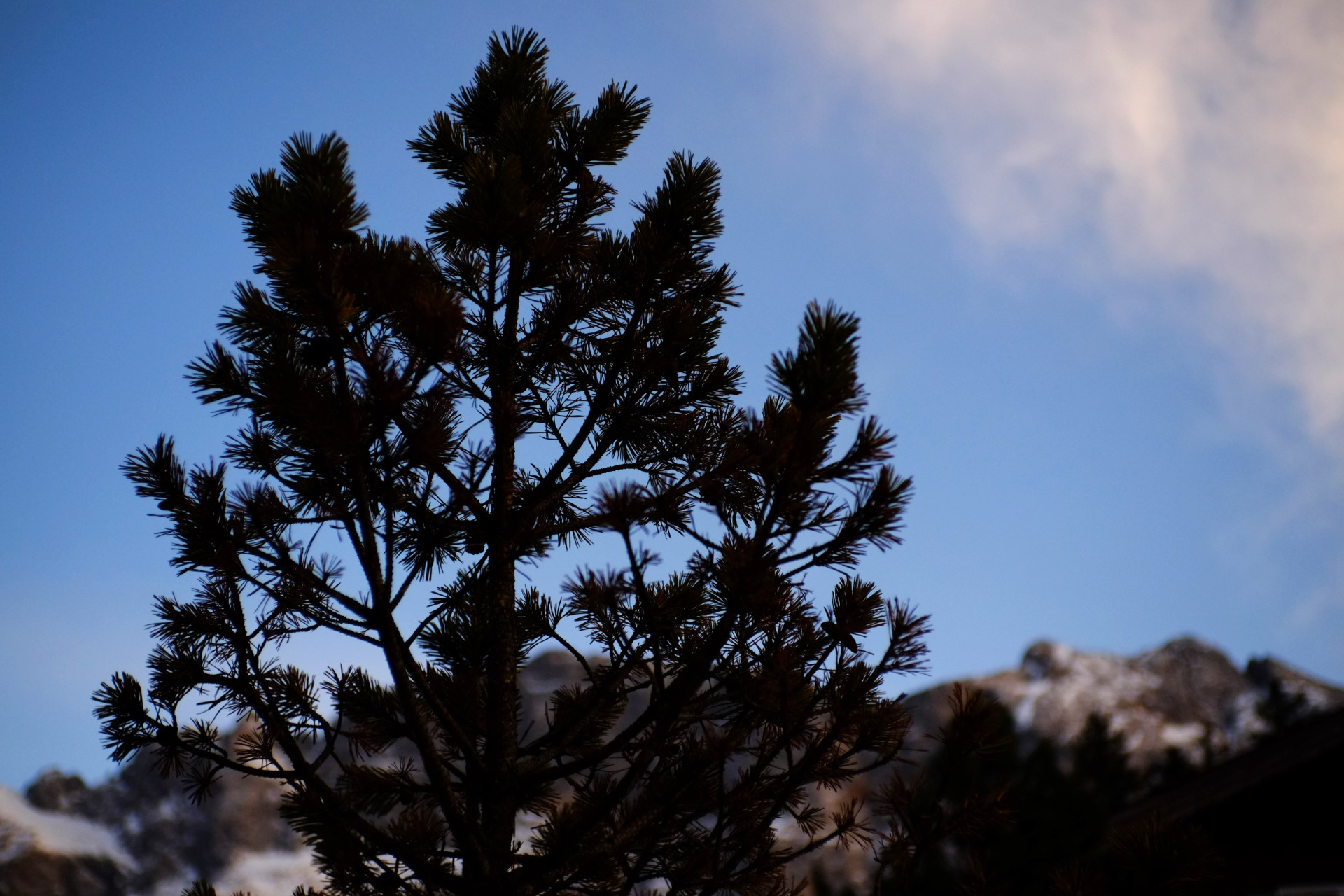 A photo of a small pine tree with snowy mountain cliffs and blue sky in the background.