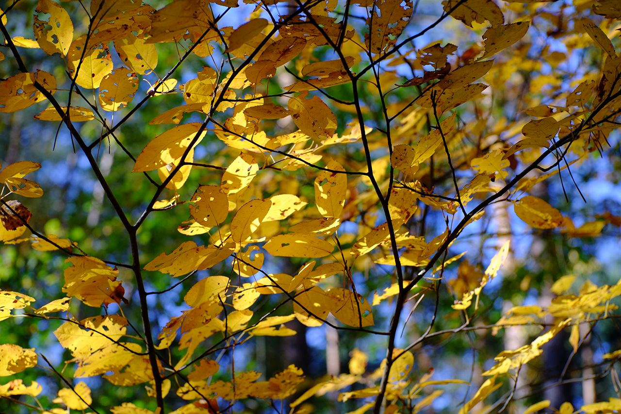 A photo of bush branches with yellow leaves with green trees in the background.