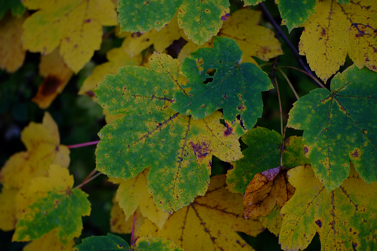 A close-up photo of green and yellow maple leaves.