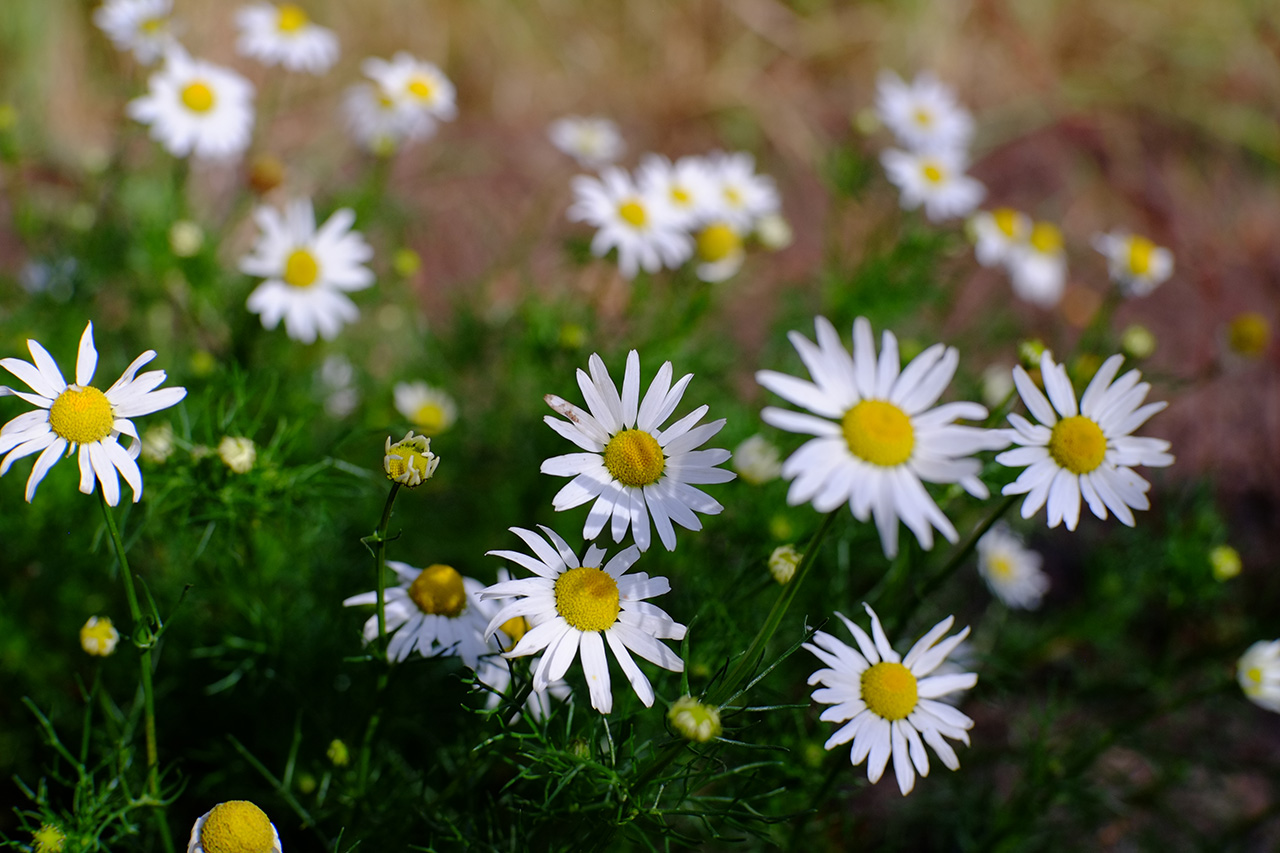 A photo of a bunch of chamomile flowers growing on a field road.