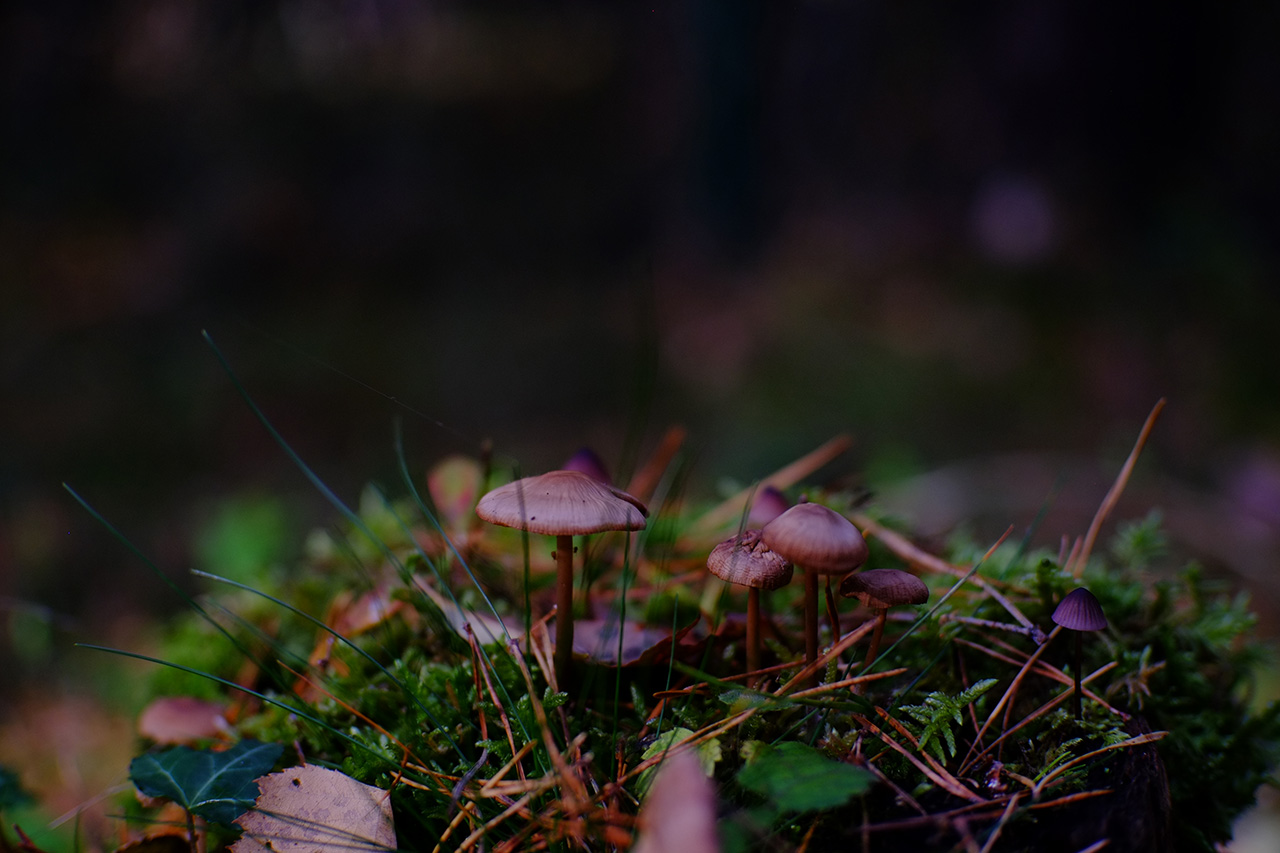 A close-up photo of a small mossy hummock with little light brown mushrooms growing on top of it.