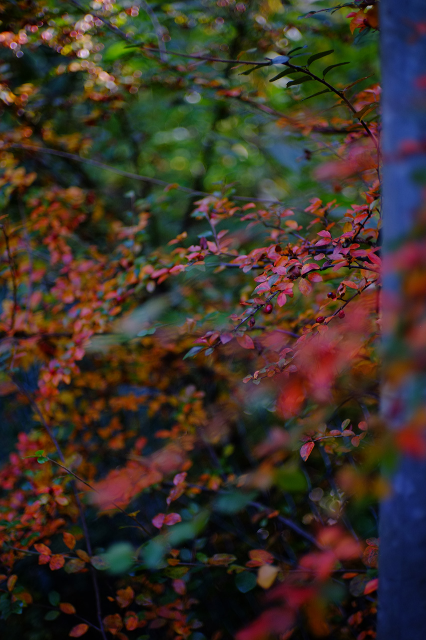 A photo of bush branches with small red leaves growing through a blue metal fence.