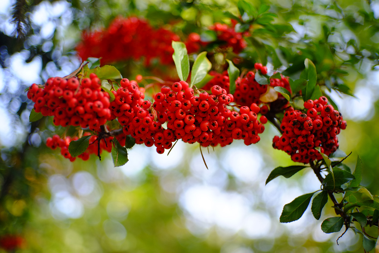 A photo of red rowan berries hanging from a tree branch.