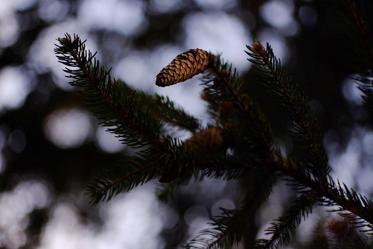 A photo of a spruce branch with a single cone lit by sunset.