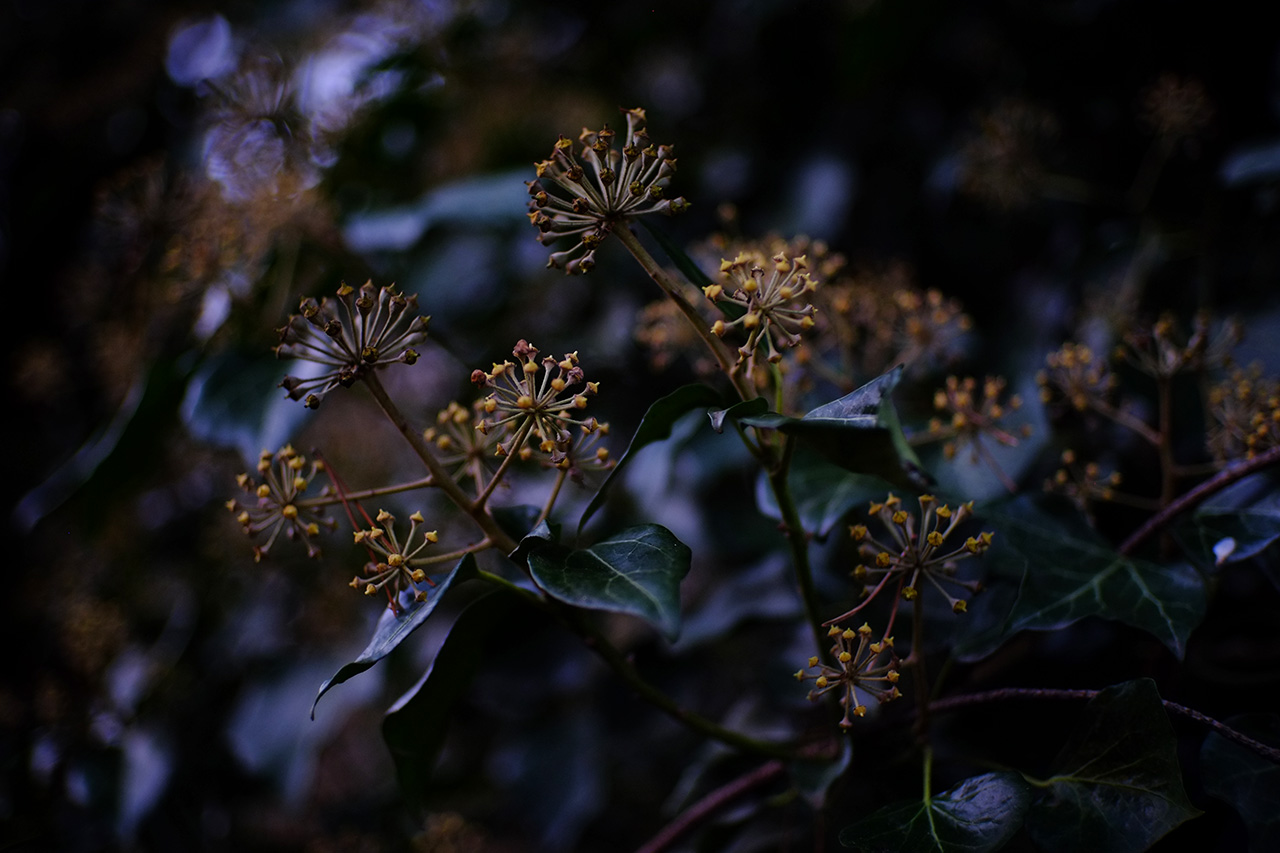 A photo of a bush with dark green leaves and seeds on branches in flower-like formation.