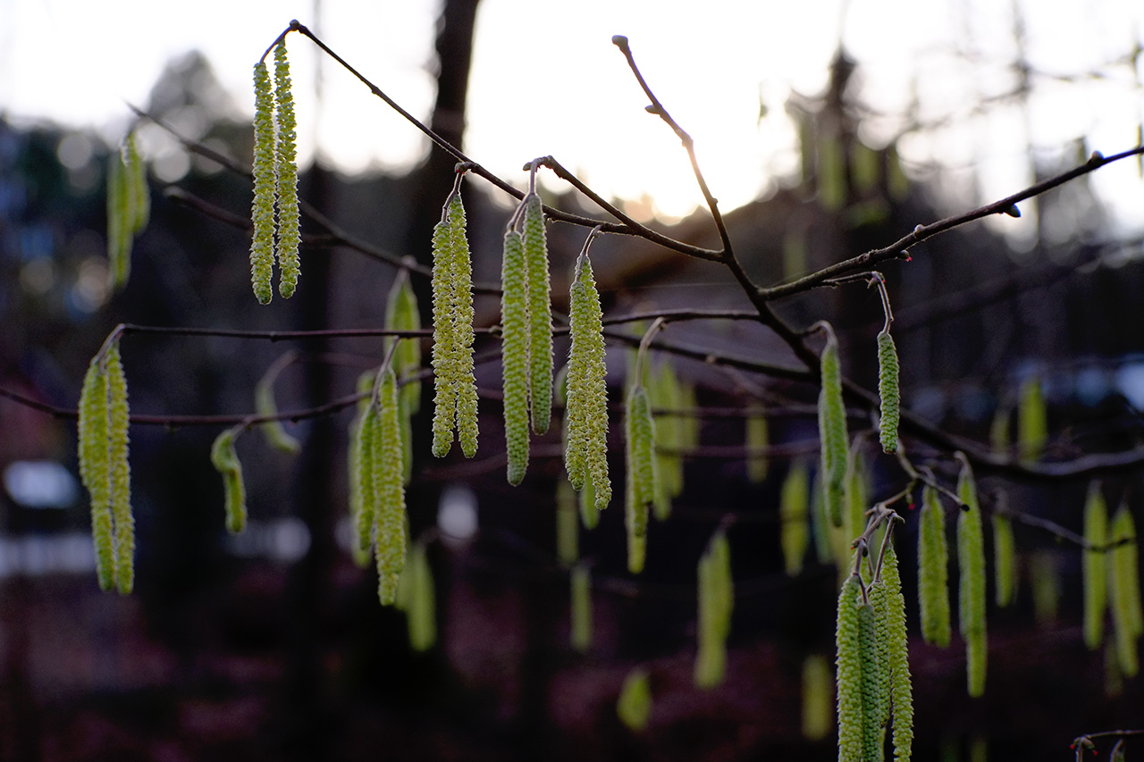 A photo of green birch buds.