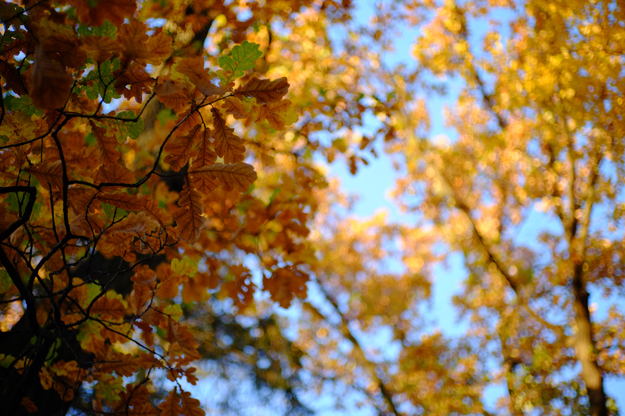 A photo of oak tree branches with yellow leaves and clear blue sky in the background.